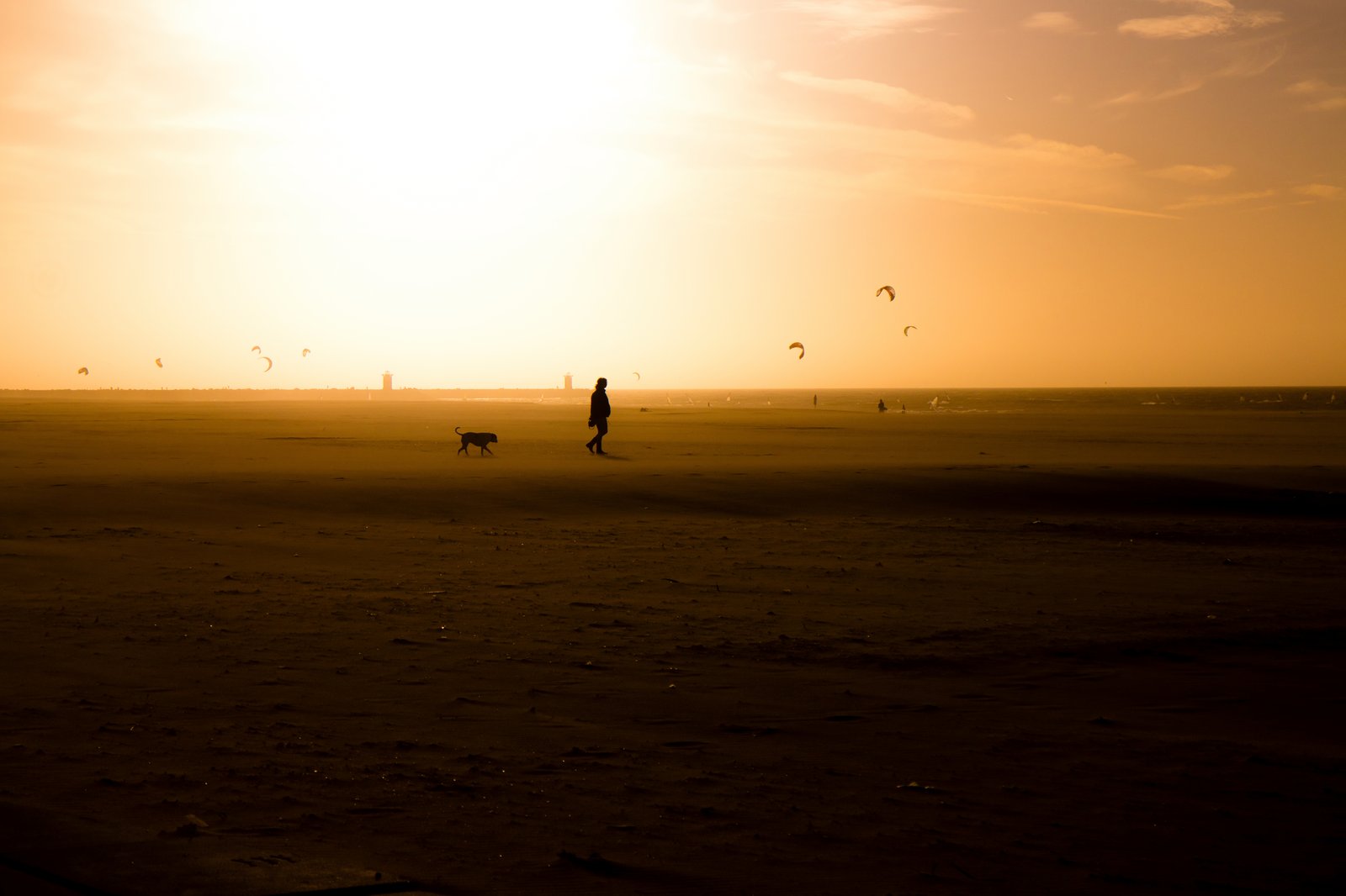 Hund läuft im flachen Wasser am Zeelandschen Nordseestrand, im Hintergrund Buhnenreihe und Düne