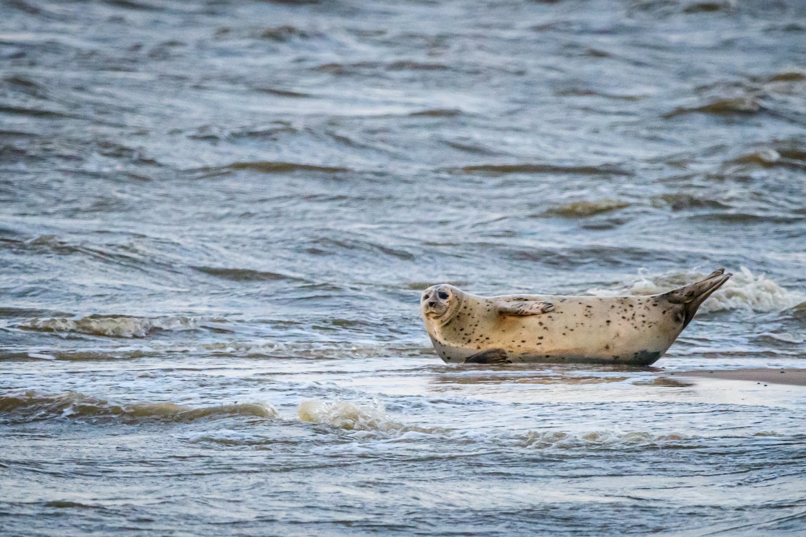 Gruppe von Seehunden ruht bei Ebbe auf einer Sandbank in der Oosterschelde
